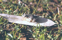 Pelodytes punctatus
