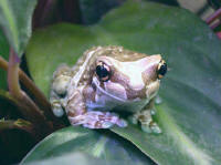 phrynohyas resinifictrix