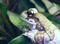 phrynohyas resinifictrix