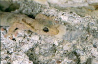 phyllodactyle d'Europe
