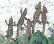 Podarcis_muralis_small.JPG