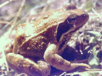 grenouille rousse