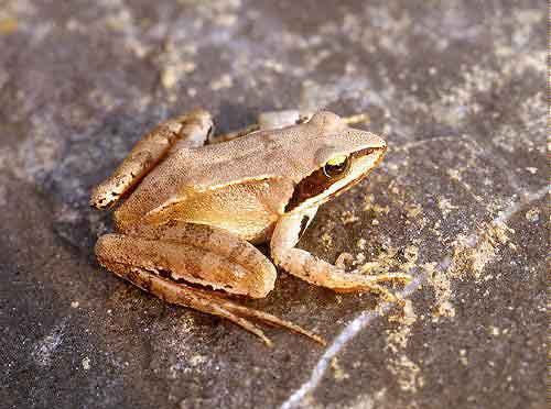 rana dalmatina