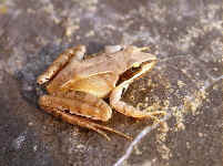 Rana dalmatina