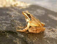 Rana dalmatina