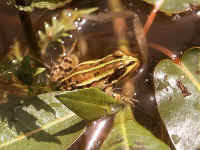 Rana lessonae