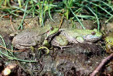 Rana ridibunda