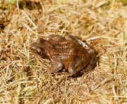 Rana temporaria