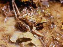 Rana temporaria