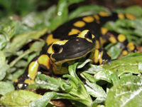 salamandre s.terrestris