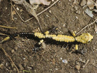 Salamandra atra aurorae