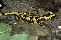 Salamandra salamandra terrestris