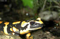 Salamandre terrestre