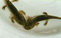 Salamandra terrestris larve