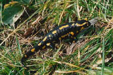 Salamandre
