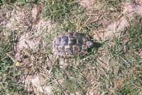 Testudo graeca graeca Tortue grecque