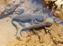 Triturus alpestris triton alpestre