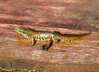 Triturus helveticus triton palm�