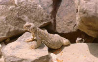 lezard fouette-queue uromastyx