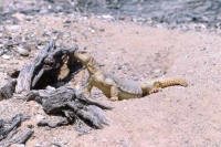 lezard fouette-queue uromastyx