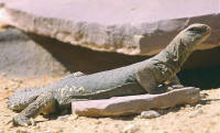 lezard fouette-queue uromastyx