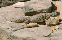 lezard fouette-queue uromastyx