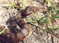 serpent Vipera aspis