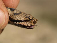 Vipera_aspis5.jpg