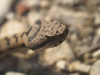Vipera_aspis7.jpg