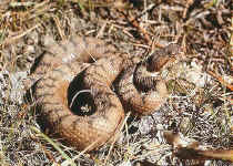 Vipera aspis aspis