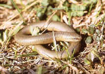 orvet anguis fragilis