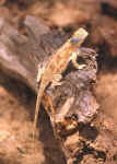agama aculeata armata