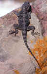 agama atra