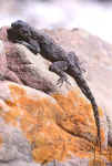 agama atra