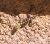 agama planiceps m�le