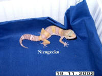 albinoscitron.jpg