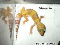 albinosmandarine.jpg