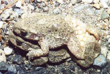 accouplement