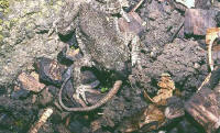 crapaud accoucheur et l�zard des murailles...