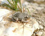 alytes crapaud accoucheur