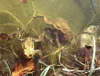 amplexus Bufo bufo
