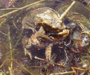 amplexus Bufo bufo