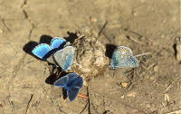 papillons argus bleus