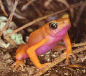 atelopus flavescens
