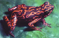 atelopus spumarius barbotini