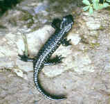 Salamandre noire
