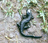 Salamandra atra