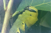 Acherontia atropos