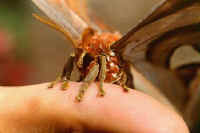 papillon attacus