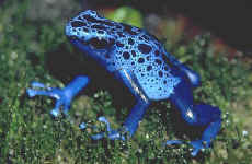  dendrobate azur